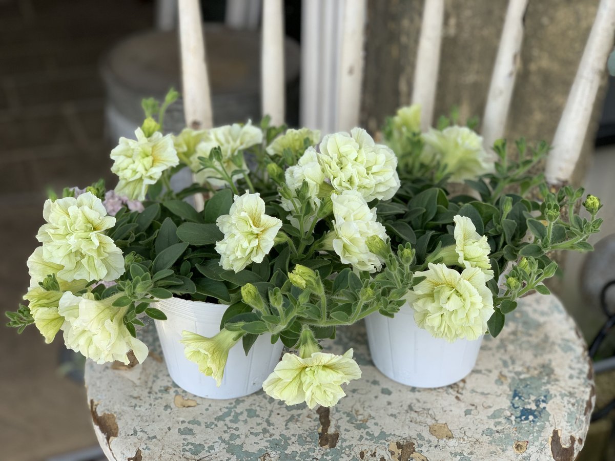 八重咲きペチュニア パニエ レモン | kiccorie