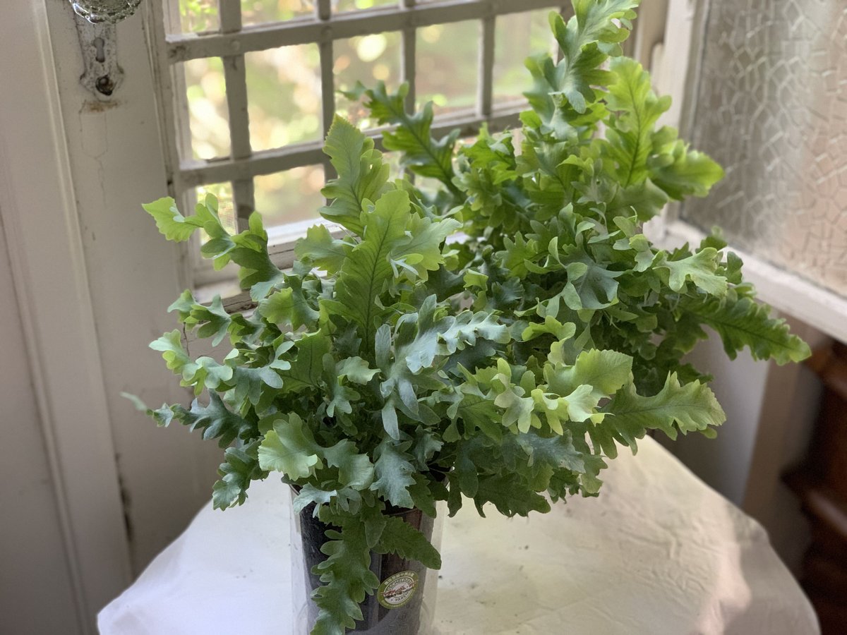観葉植物 フレボディウム タバナ | kiccorie