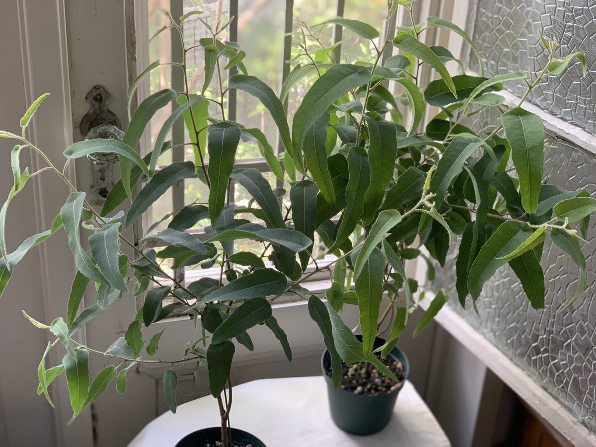 レモンユーカリ | kiccorie