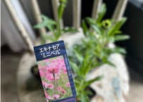 エキナセア　ミニベル