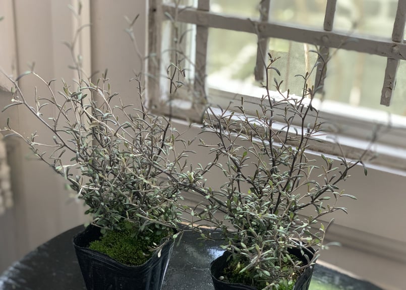 【確認用】　コロキア・コトネアスター コロキア コトネアスター 5号｜花木04-PA | 花木・庭木 | 赤塚