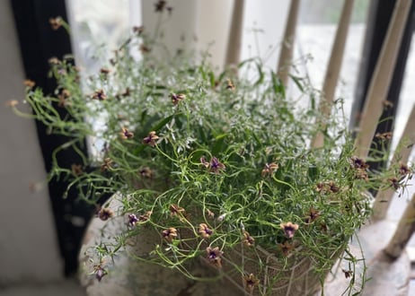 寄植え　ワイヤーバスケット