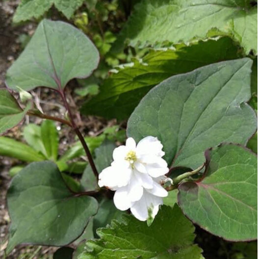 どくだみ 八重咲き ドクダミ | kiccorie