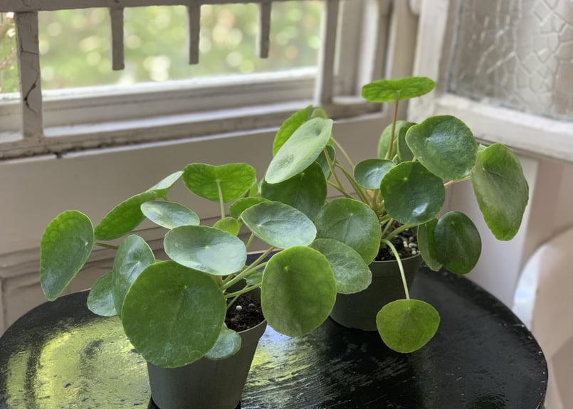 ※nico  ピレアペペロミオイデス ピレア・ペペロミオイデス / Pilea peperomioides – LIFFT