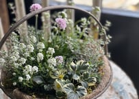 寄植え　アイアンバスケット