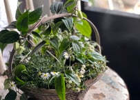 寄植え　アイアンバスケット