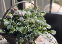 寄植え　アイアンバスケット
