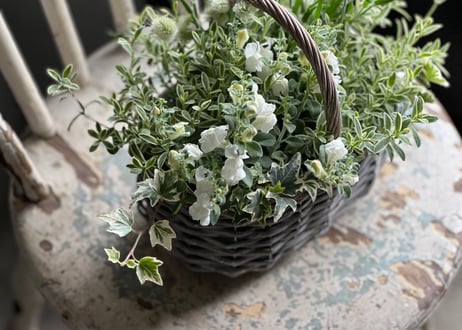 寄植え　バスケット