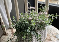 寄植え　バスケット