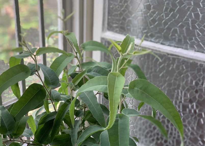 レモンユーカリ | kiccorie