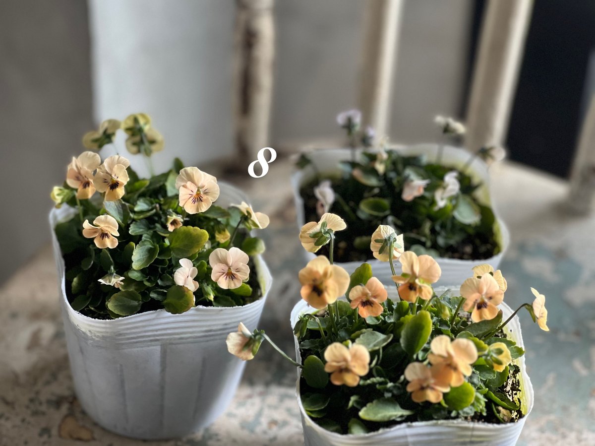 ビオラ ビオレッタ No.6〜9 | kiccorie