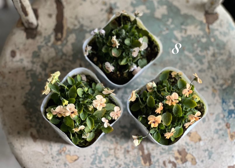 ビオラ ビオレッタ No.6〜9 | kiccorie