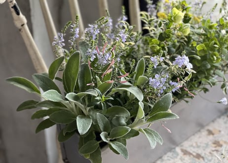 寄植え　ブリキ
