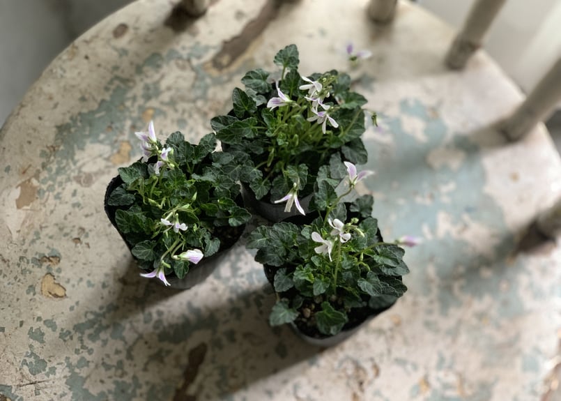 スミレ 四季咲き 八重山スミレ | kiccorie