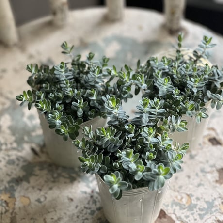 ライフウェーブパッチ　ヒペリカム(*^^*)出品 LIFEWAVE(ライフウェーブ)パッチ販売サイト | Photo Therapy ライフ