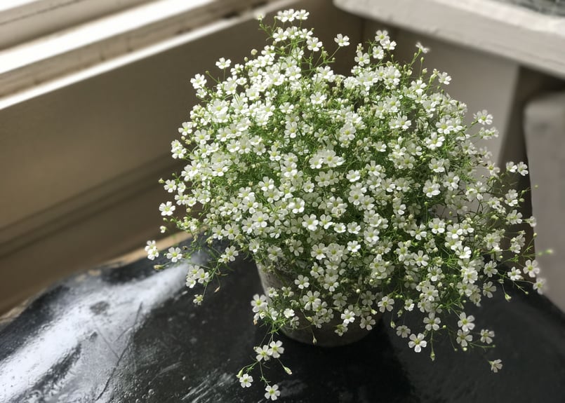 かすみ草 鉢植え | kiccorie