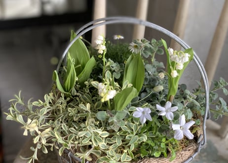 寄植え　ワイヤーバスケット