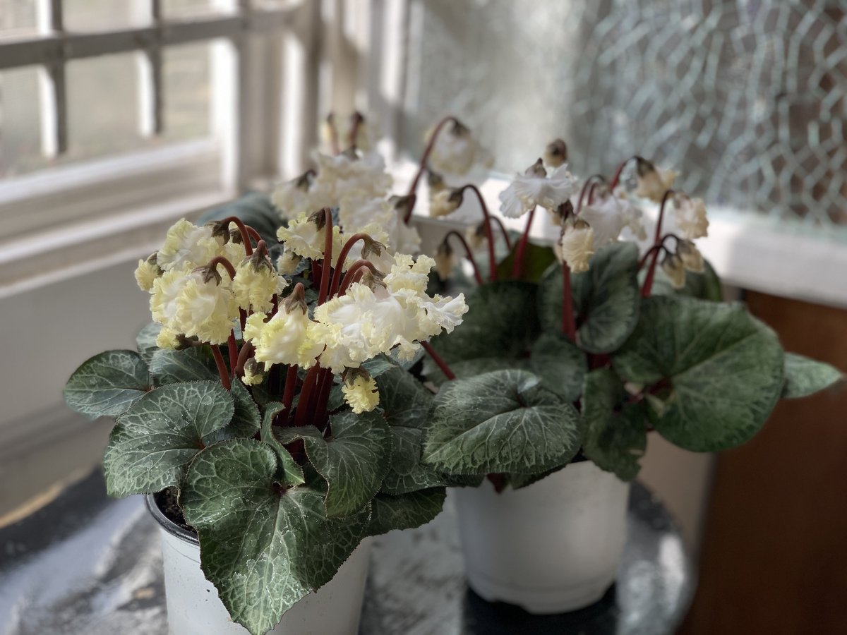 シクラメン スワン | kiccorie