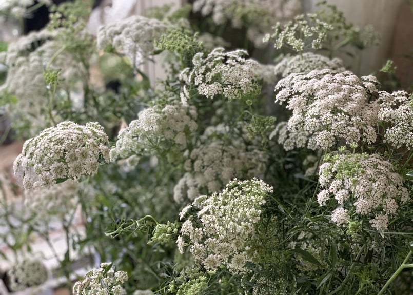 ホワイトレースフラワー | kiccorie