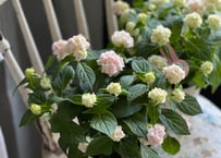 【シルバープリンス コウム 原種シクラメン】シルバーリース寄植え Amazon.co.jp: ITANSE 原種シクラメン・コウム・シルバー