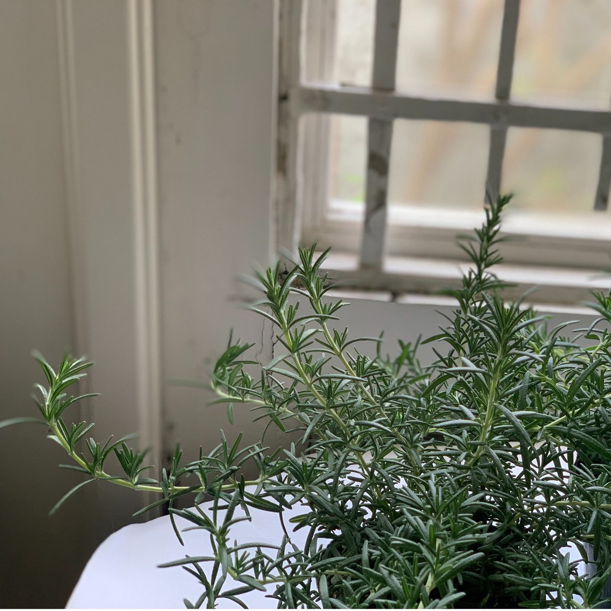 森の音、フランキンセンス、スペアミント、ローズマリー 這性 ローズマリー | kiccorie