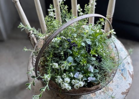 寄植え　アイアンバスケット