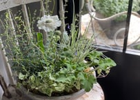 寄植え　陶器