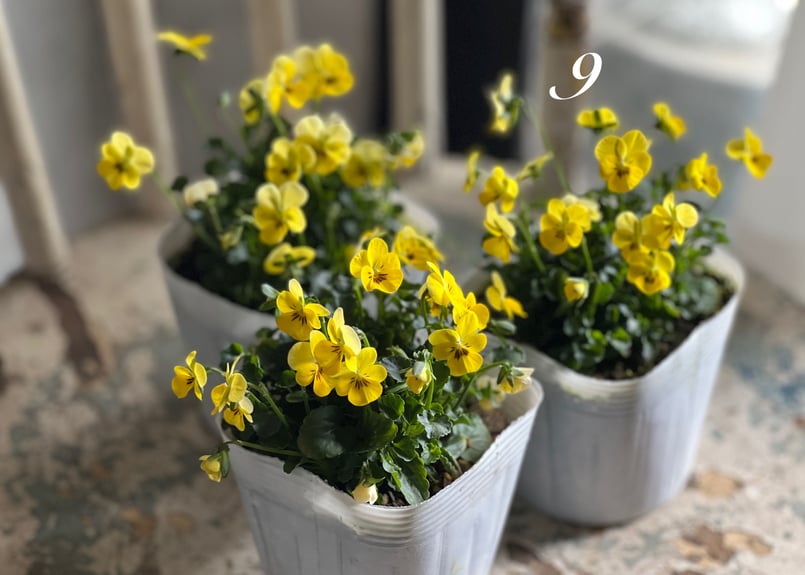 ビオラ ビオレッタ No.6〜9 | kiccorie