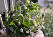 寄植え　アイアンバスケット