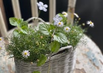 寄植え　バスケット
