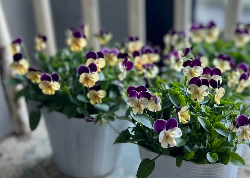 ビオラ ビオレッタ No.8~10 | kiccorie