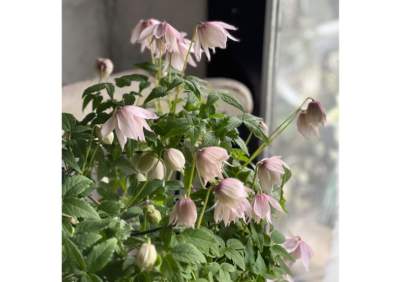 クレマチス・アトラゲネ系