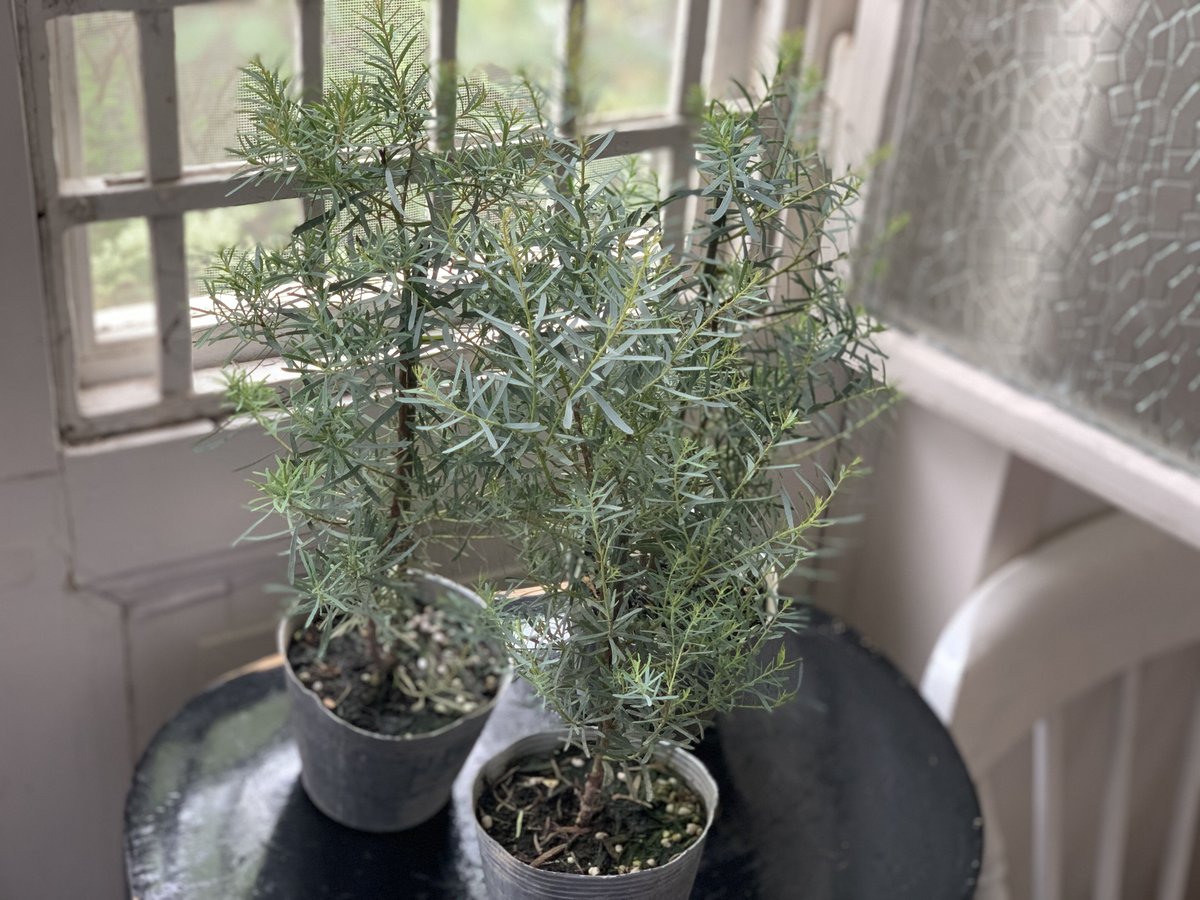 ユーカリのミルフィーユガーランド