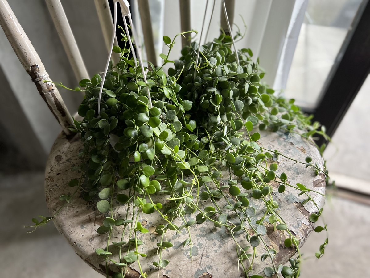 観葉植物 ディスキディア ヌンムラリア | kiccorie