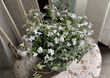 寄植え　陶器