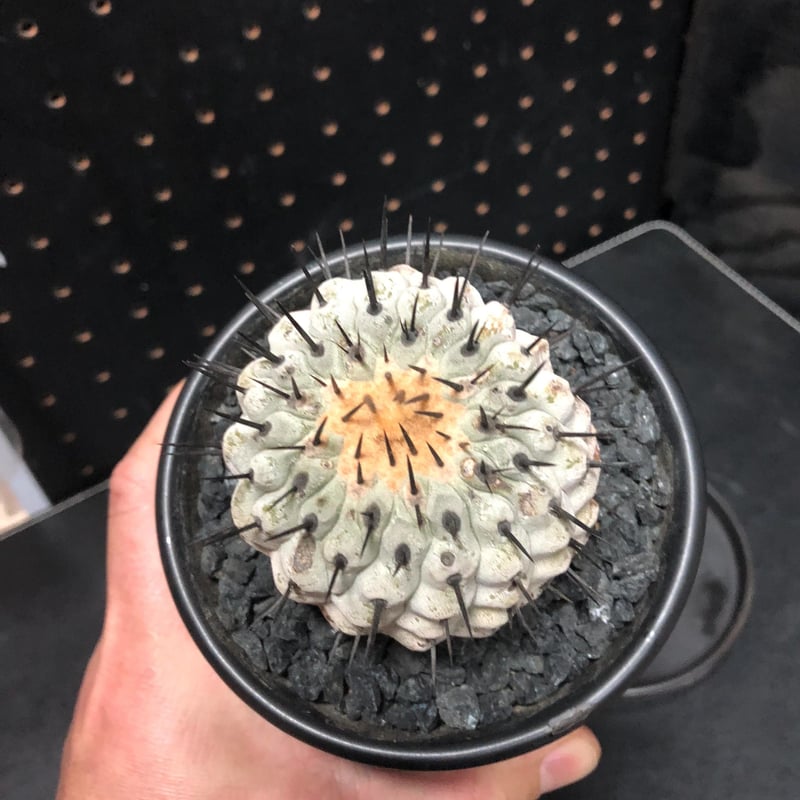 コピアポア　KPCLナンバー各種 98種類セット 各５粒ずつ コピアポア KPCLナンバー各種 98種類セット 各5粒ずつ コピアポア