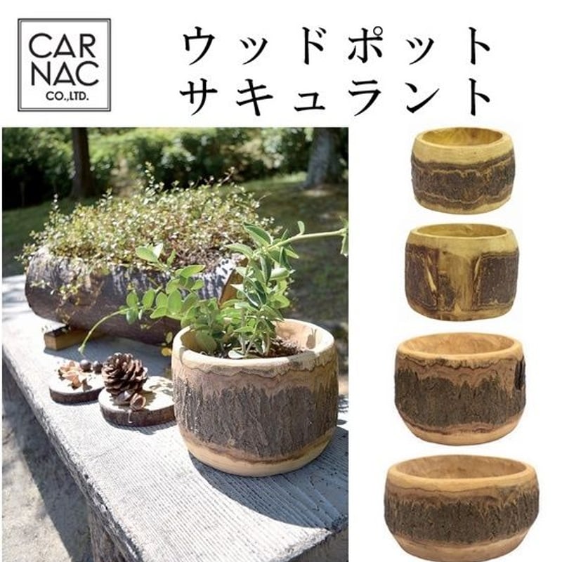天然木をくり抜いた木製ポット ウッドポットサキュラントSサイズ