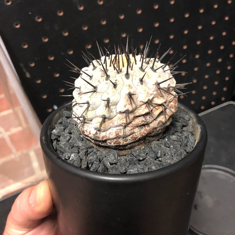 コピアポア 孤竜丸 Copiapoa sinerea var.columna-alba 木質化