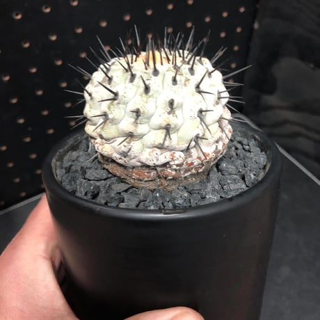 コピアポア　孤竜丸　Copiapoa sinerea var.columna-alba　木質化　白肌　現地球