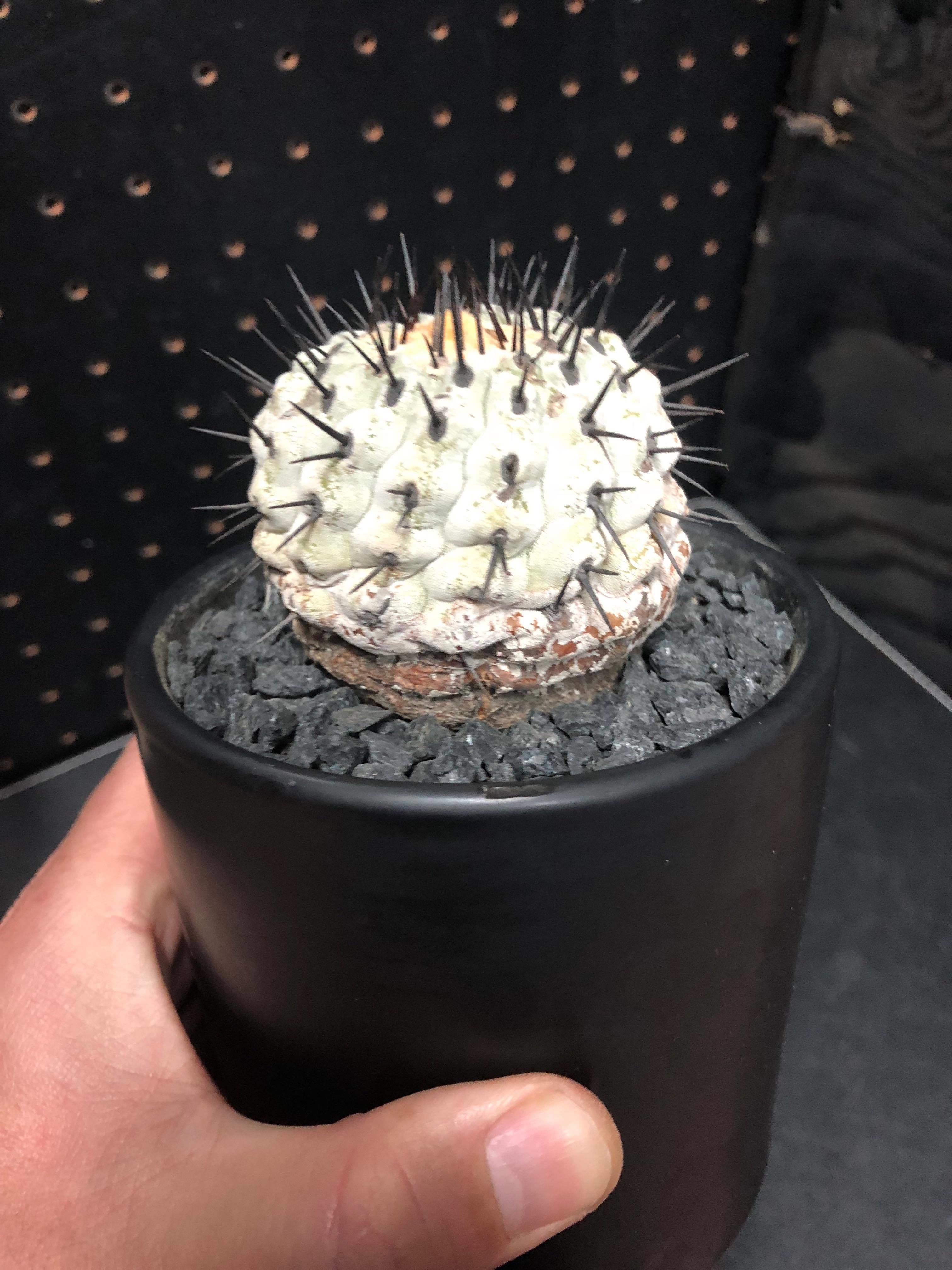 コピアポア 孤竜丸 Copiapoa sinerea var.columna-alba 木質化