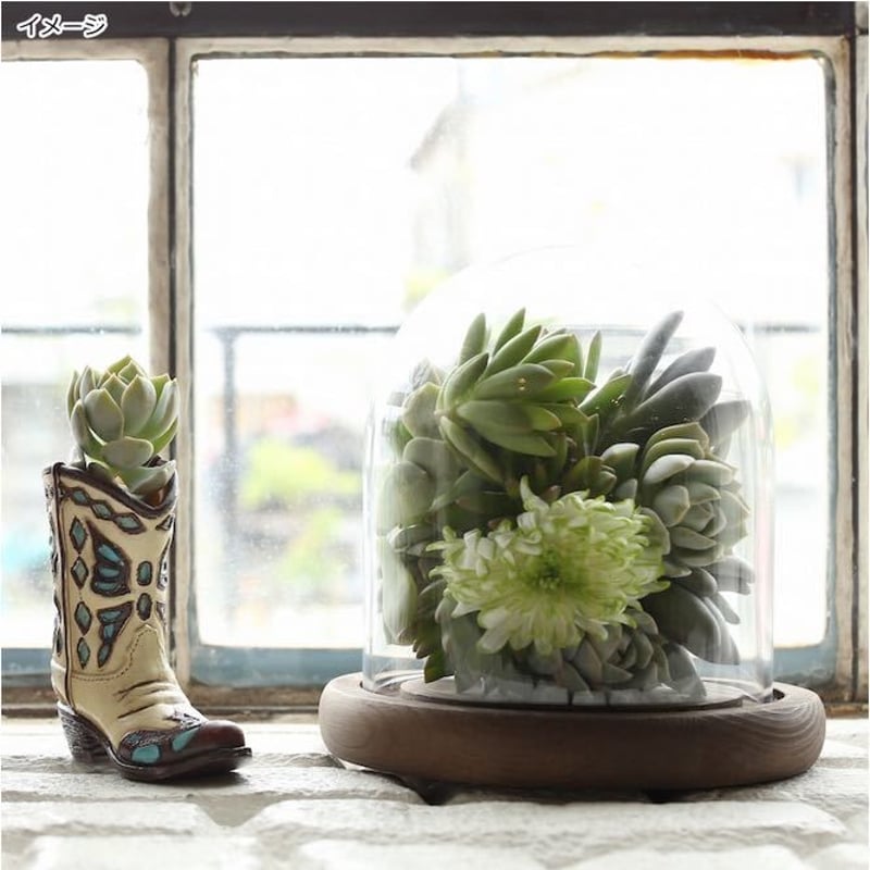 DULTON ダルトン GLASS DOME XSサイズ 発根管理 温室 コーデック