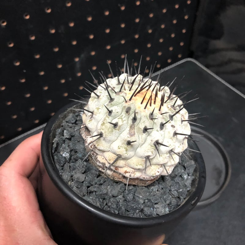 コピアポア 孤竜丸 Copiapoa sinerea var.columna-alba 木質化