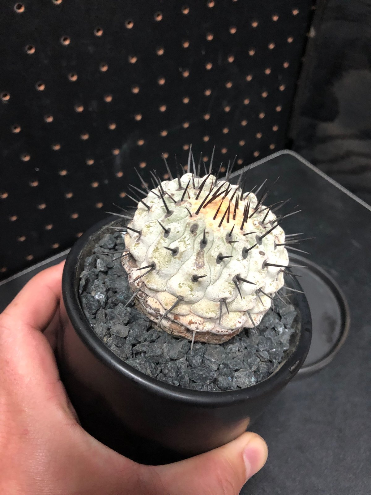 コピアポア黒王丸もしくは孤竜丸 コピアポア黒王丸もしくは孤竜丸 コピアポア 孤竜丸 | 叢 – くさ