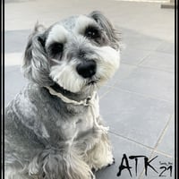 ソフトカラー 犬用ミサンガ チョーカー ストレスフリー No stress ドックアクセサリー ドックネックレス コットン 愛犬 わんこアクセサリー 愛犬グッズ お散歩グッズ