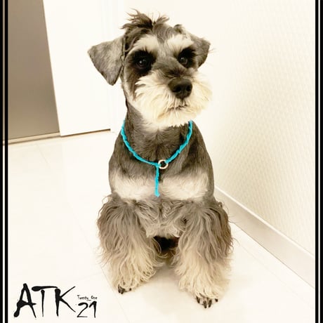 犬用ミサンガ チョーカー ストレスフリー No stress ドックアクセサリー ドックネックレス コットン 愛犬 わんこアクセサリー 愛犬グッズ お散歩グッズ