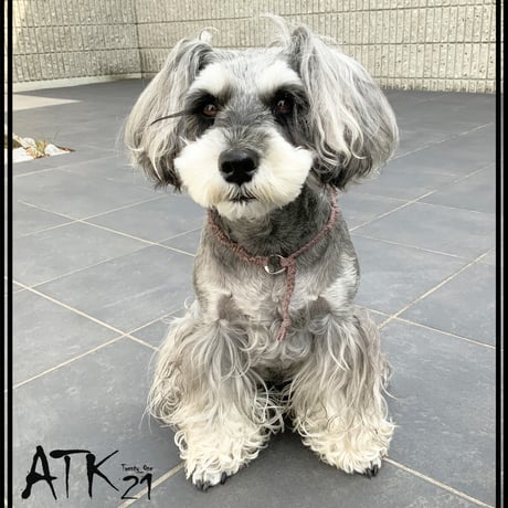 ソフトカラー 犬用ミサンガ チョーカー ストレスフリー No stress ドックアクセサリー ドックネックレス コットン 愛犬 わんこアクセサリー 愛犬グッズ お散歩グッズ