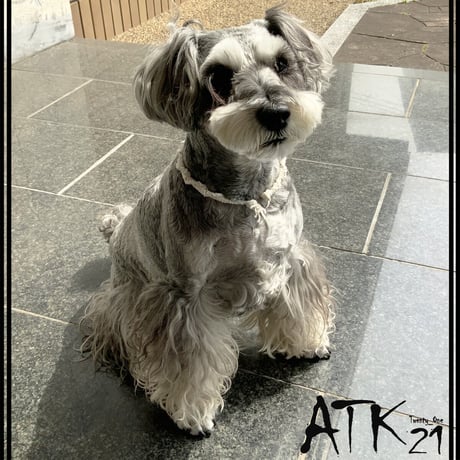 ソフトカラー 犬用ミサンガ チョーカー ストレスフリー No stress ドックアクセサリー ドックネックレス コットン 愛犬 わんこアクセサリー 愛犬グッズ お散歩グッズ