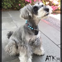 犬用ネックレス ドックアクセサリー ドックネックレス 愛犬 わんこアクセサリー ターコイズ ハートチャーム 愛犬のためのネックレス お散歩クッズ：DN190501