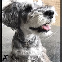 犬用ネックレス タイガーアイ スモキークウォーツ ドックアクセサリー  金運アップ ドックネックレス 愛犬 わんこアクセサリー 愛犬のためのネックレス お出かけ お散歩クッズ：DN190602