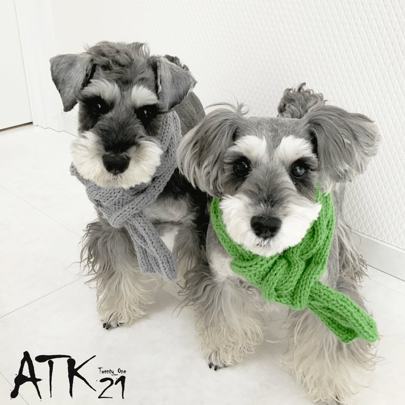 ハンドメイド 手作り 犬用マフラー 縄編みマフラー 愛犬 寒がりの